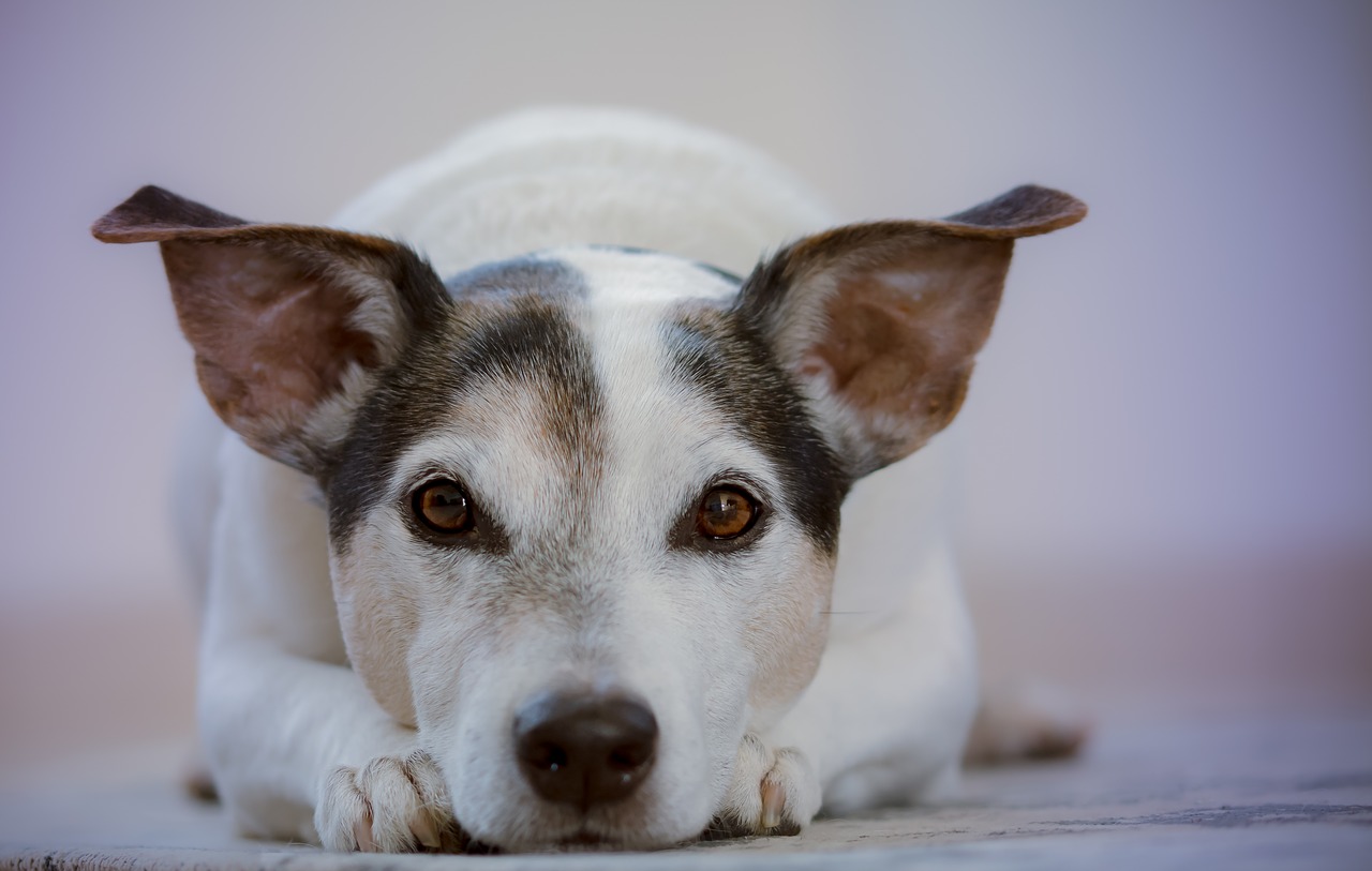 Pies dla alergika – czy to możliwe?